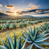 Plantation of agaves field agriculture concept mexico environment landscape