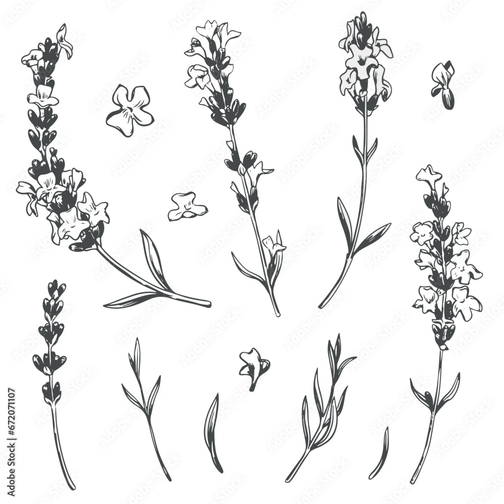 Black line lavender sketch. Vector set of illustrations of fragrant herb. Vintage retro sketch element for design of labels, packaging, textiles and cards. - obrazy, fototapety, plakaty 