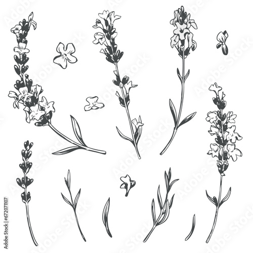 Black line lavender sketch. Vector set of illustrations of fragrant herb. Vintage retro sketch element for design of labels, packaging, textiles and cards.