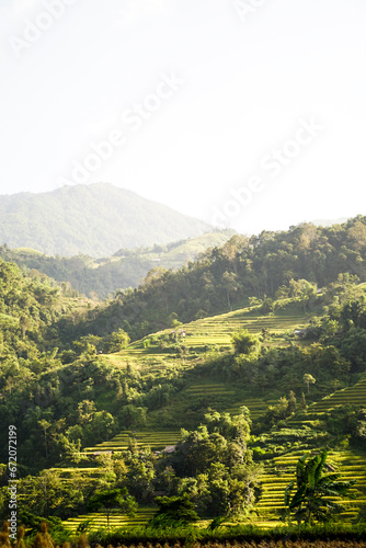 Sunny day and terraced fields  mountainous landscapes in Ha Giang  the Northern Area of Vietnam