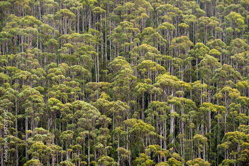 Eucalyptus Rainforest in mist, Tasmania, Australia