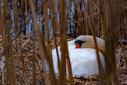 Schwan in der Rheinaue