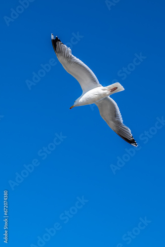 Möwe Ostsee Eckernförde 