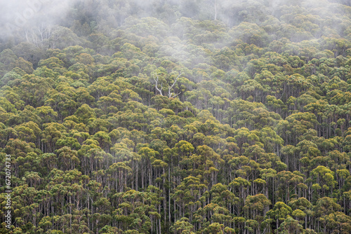 Eucalyptus Rainforest in mist, Tasmania, Australia photo