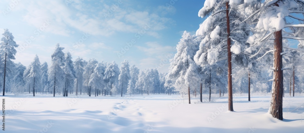 On a freezing sunny day a wintery forest of pine trees can be seen The trees and ground are covered in snow and there is a snowy path that guides toward the forest - obrazy, fototapety, plakaty 