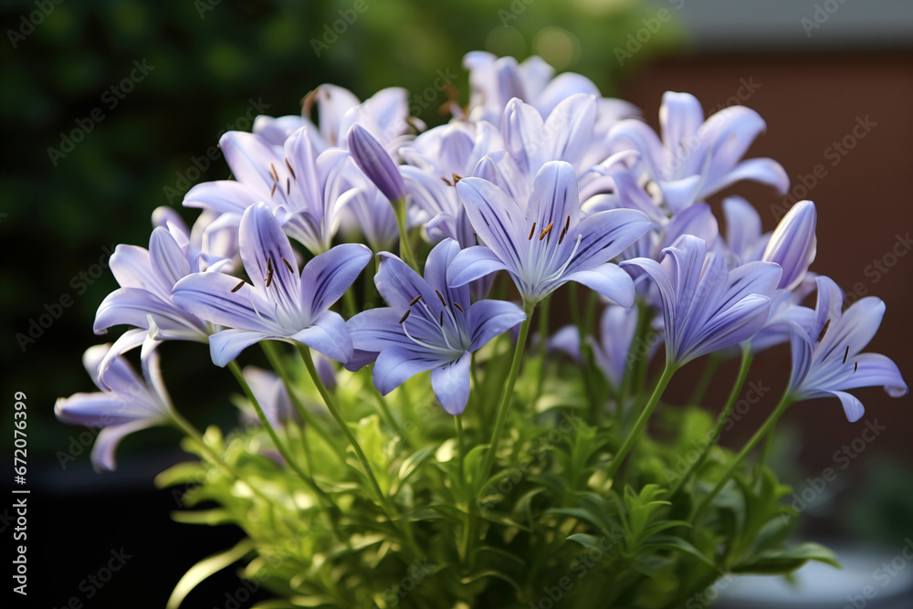 Closeup of purple flower Agapanthus africanus (African lily) in the garden with blurred background. High quality photo