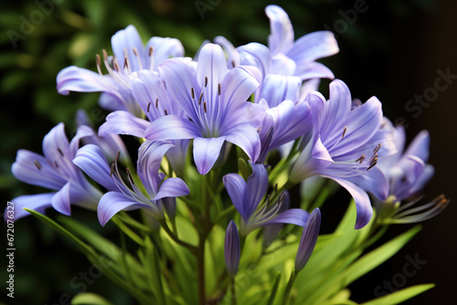 Closeup for purple Agapanthus africanus (African lily) in the garden with blurred dark background. High quality photo photo