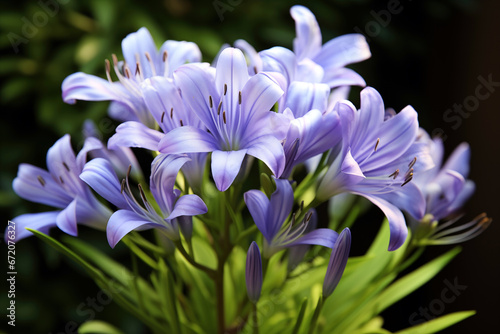Closeup for purple Agapanthus africanus (African lily) in the garden with blurred dark background. High quality photo