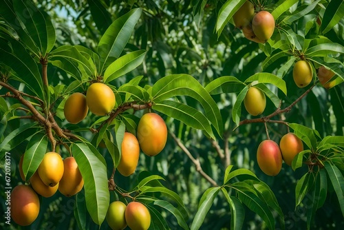 mango garden, fruit tree cultivation with tropical fruits