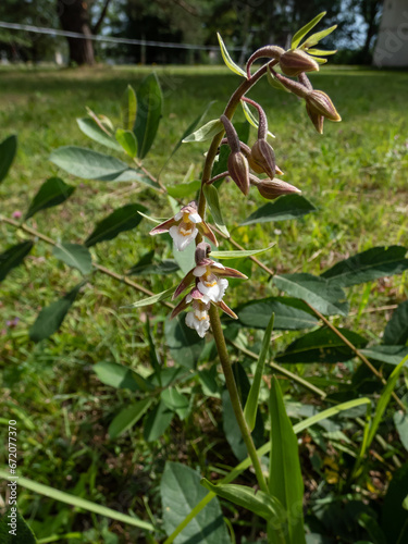 The marsh helleborine (Epipactis palustris) flowering with the flowers with sepals that are coloured deep pink. The labellum is white with red or yellow spots