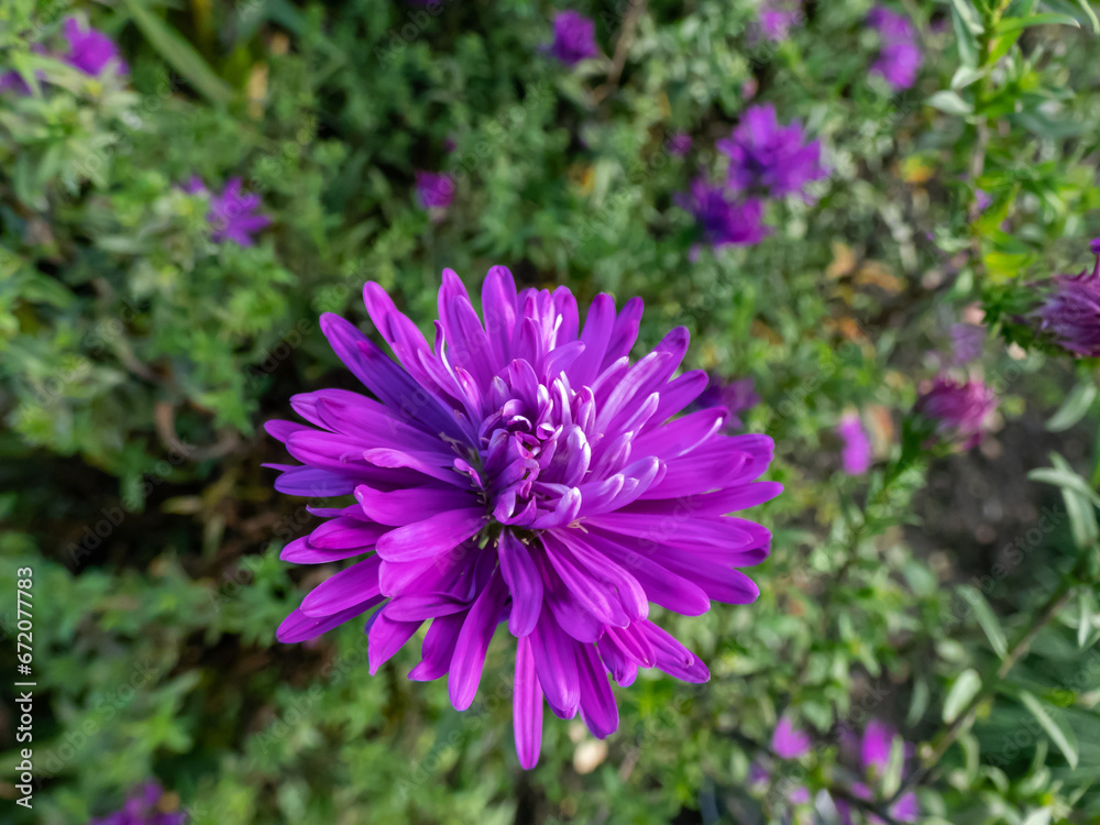 Obraz premium Michaelmas daisy (Aster novi-belgii) 'Fuldatal' flowering with large deep heather-purple flowers in garden in october