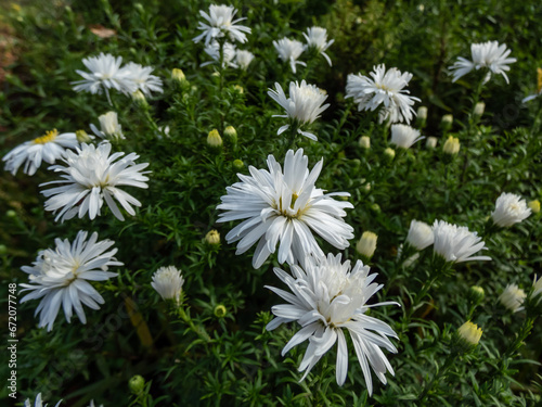 Close-up of the Michaelmas Daisy (Aster dumosus) 'Kristina' flowering with semi-double yellow eyed white flowers in autums photo