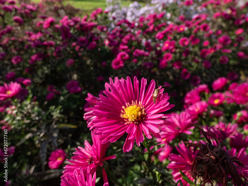 Close-up of the Michaelmas daisy (Aster dumosus) 'Jenny' flowering with purple-red, semi-double daisy-like flower
