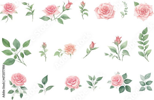 Set of roses flower and leaves in watercolor