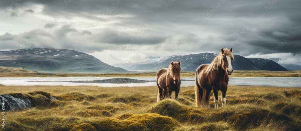 Icelandic equines situated in a meadow close to Akranes - obrazy, fototapety, plakaty 