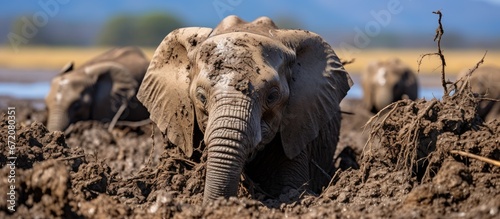 Recently deposited elephant feces within the boundaries of Lake Manyara National Park photo
