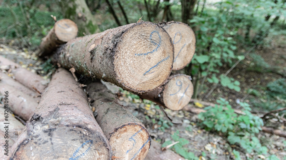 Forest and bundle of wood. Forest and bundle of wood.