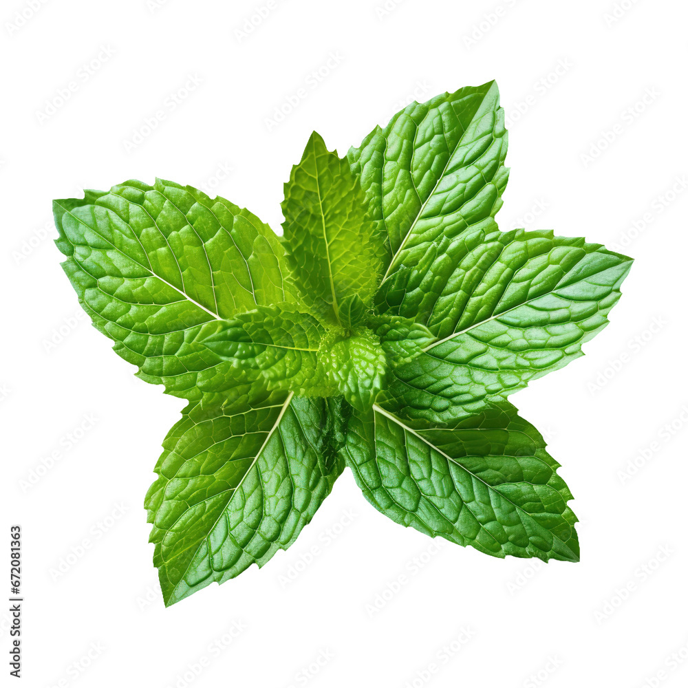 Fresh mint leaf on transparent background PNG Generative AI Fresh mint leaf on transparent background PNG Generative AI