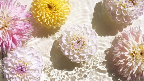Wallpaper Mural Slow motion of falling dahlia flowers on water surface and diverging circles of water on white background. Water splash. Pure water with reflections sunlight and shadows. Cosmetics products. FullHD  Torontodigital.ca