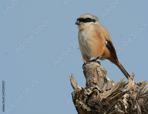 long tailed shrike 