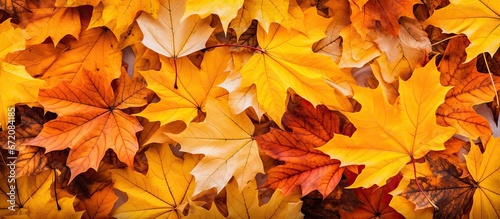 Autumn s golden atmosphere is set by maple leaves in vibrant hues creating a leafy carpet