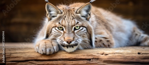 A solitary adult lynx reclining calmly on a wooden surface within a zoo