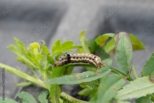 worm on mariglod leaf. close up shot photo