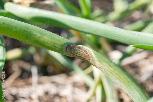 Anthracnose disease on leaf of onion. photo