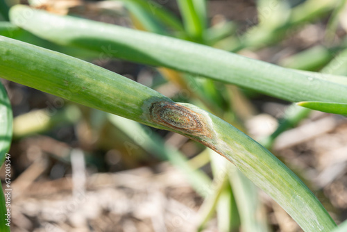 Anthracnose disease on leaf of onion.