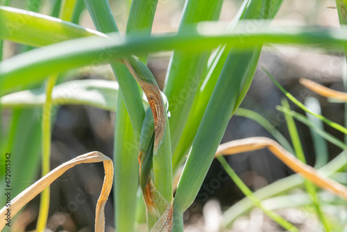 Anthracnose disease on leaf of onion. photo