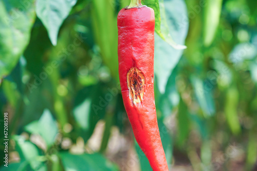 anthracnose disease on fruit of chili photo