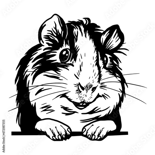 Peeking guinea pig - Funny Animal - face head isolated on white