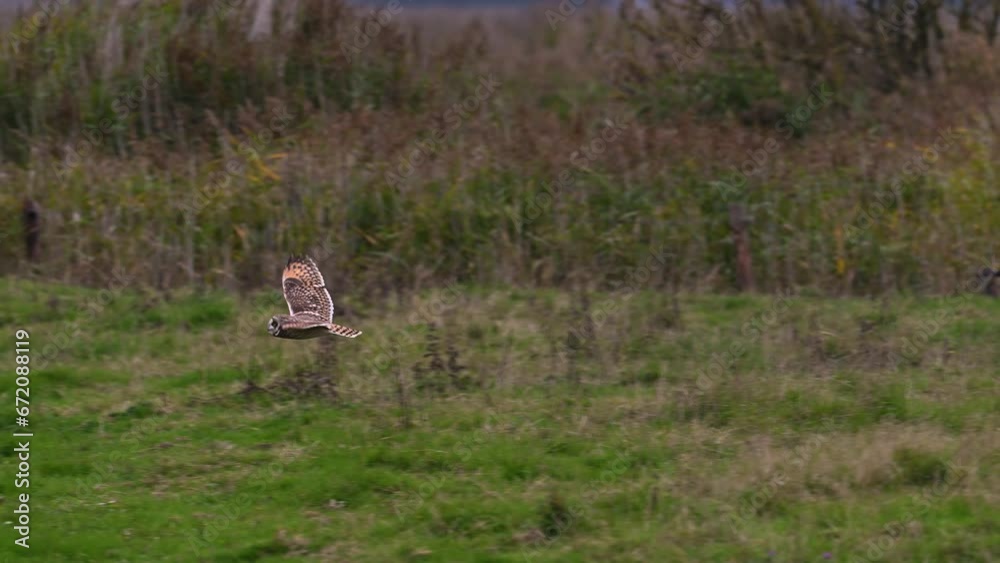 Short-eared owl in flight in slow motion Short-eared owl in flight in slow motion