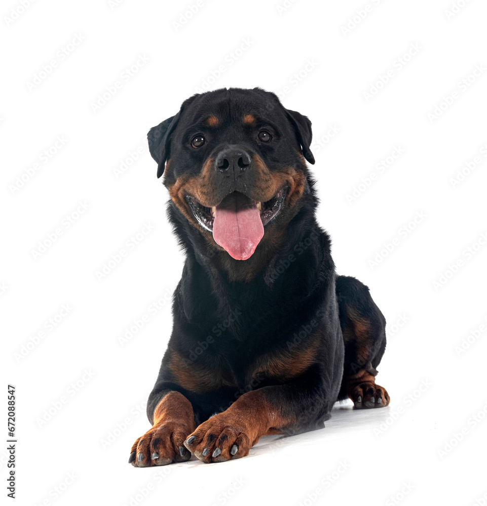 rottweiler in studio