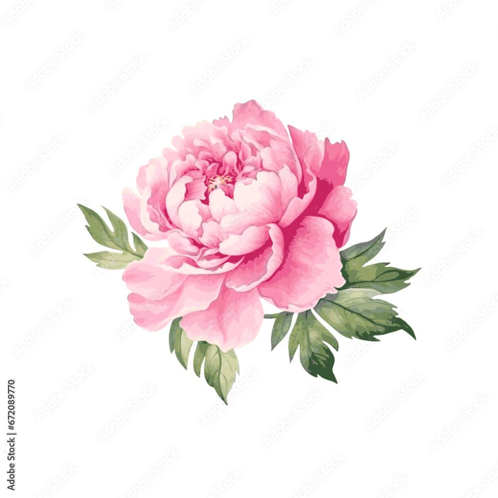 Pink peony flowers with leaves watercolor paint on white