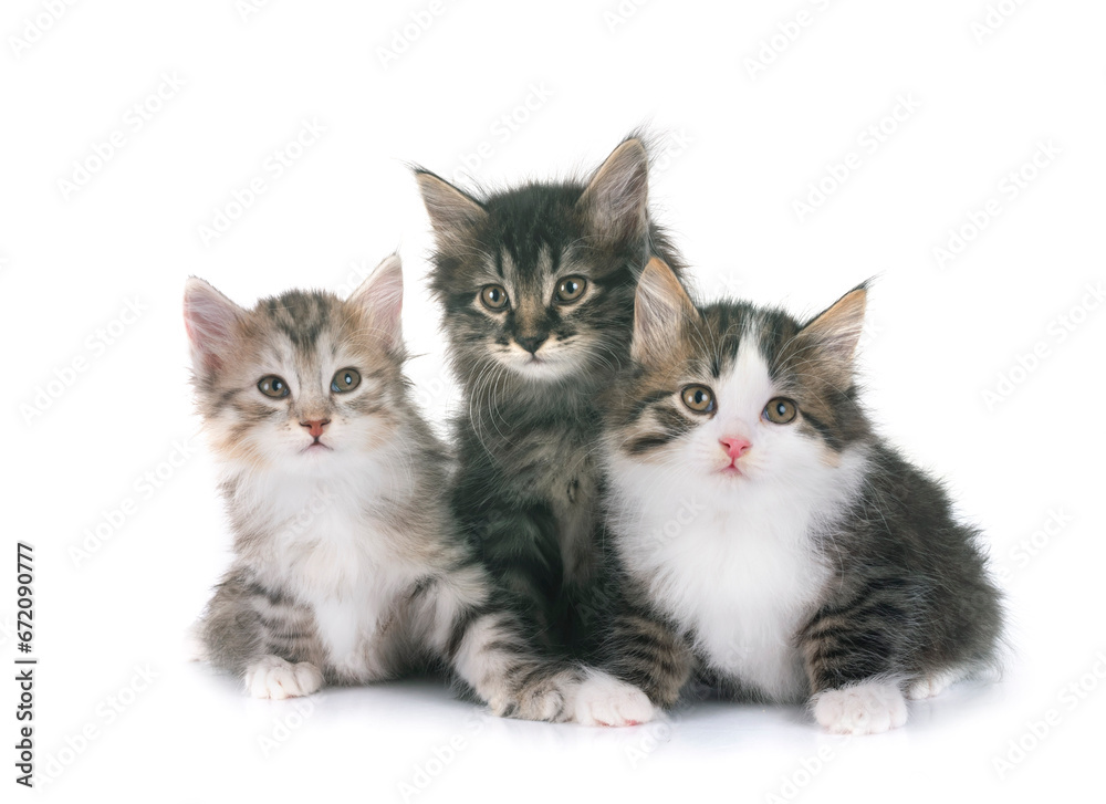  young Kurilian Bobtail in studio