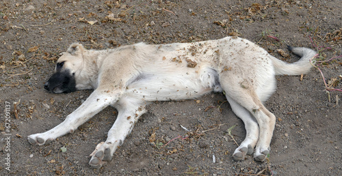 a stray dog is lying down and relaxing happily and peacefully, a happy stray dog is