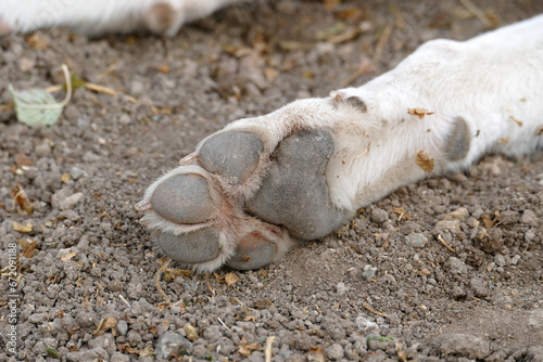 a dog's hind paws, a dog's hind legs and their nails,