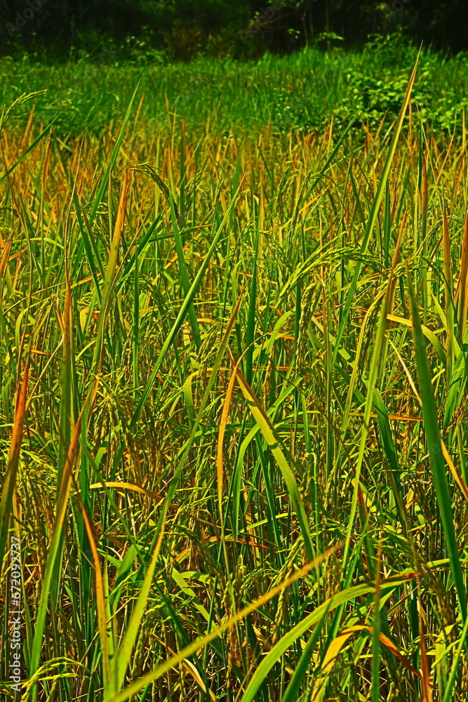 Obraz premium green rice field