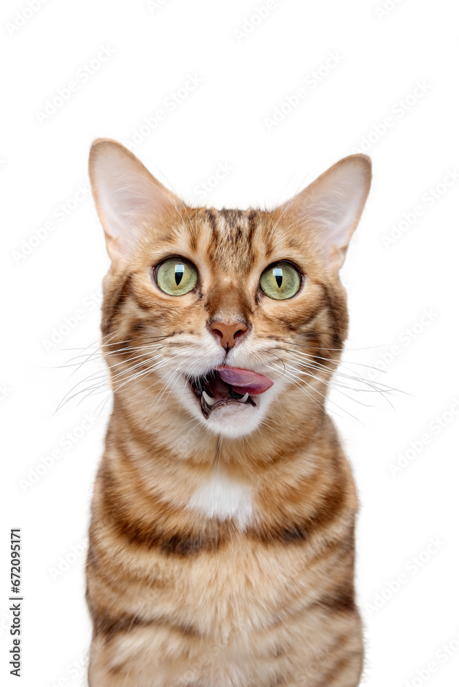 A Bengal cat licks its lips in anticipation of food. A Bengal cat licks its lips in anticipation of food.