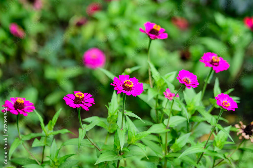 Close up of many beautiful large pink magenta zinnia flowers in full bloom on blurred green background, photographed with soft focus in a garden in a sunny summer day.