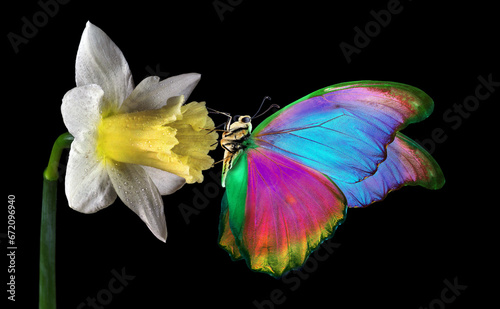 butterfly on a flower. bright morpho butterfly on daffodil flower isolated on...