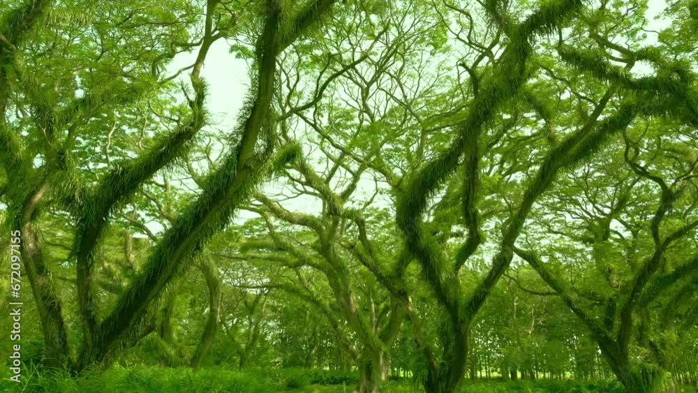 Wildness rainforest in the Amazon jungle, Brazil. Aerial Drone view 4K. Wildness rainforest in the Amazon jungle, Brazil. Aerial Drone view 4K.