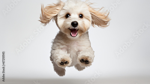 Playful puppy, little Maltipoo dog running.