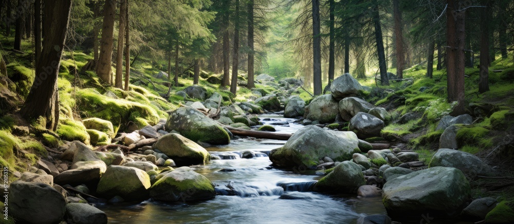 A woodland enclosed stream flowing in the Rocky Mountains - obrazy, fototapety, plakaty 