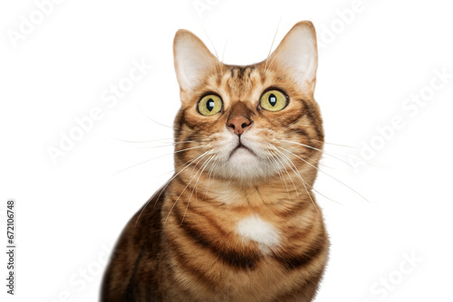 Funny face of a Bengal cat on a transparent background.