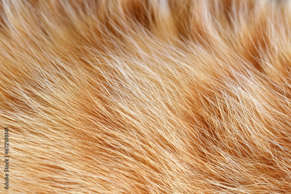 Fototapeta premium Ginger cat fur texture background. Pet hair background.