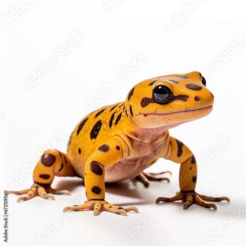 close up of a yellow spotted salamander on white background