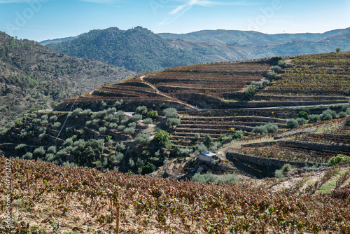 Entre montanhas, uma zona rural com algumas vinhas, com as cores típicas do Outono/Inverno em Portugal