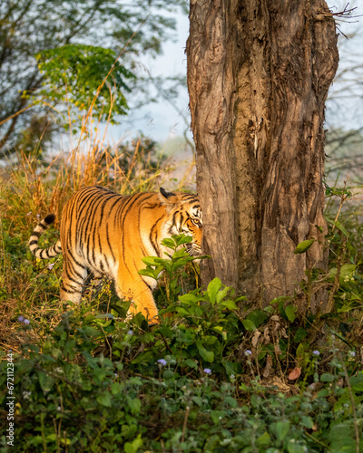 wild female tiger or panthera tigris closeup one eye and half face visible behind tree on stroll in natural green scenic view in forest safari at dhikala jim corbett national park uttarakhand india